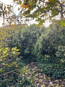 Bereich Zufahrt Filetgrundst�ck in gewachsenem Wohngebiet f�r ein 1-4 Familienhaus - Citynah in Versmold